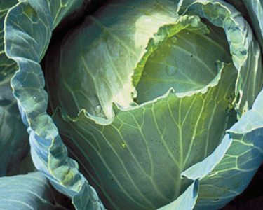 Copenhagen Market Cabbage Seeds